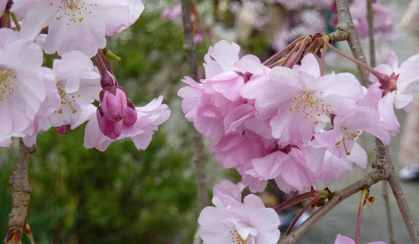 cherry blossom/sakura